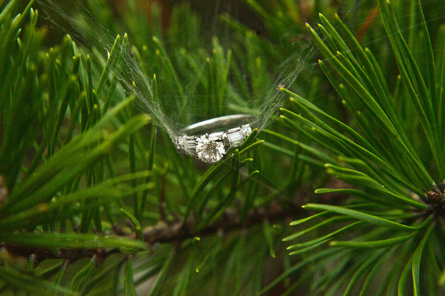 Spider Photograph - Spider Webs and Engagement Ring 11 by Douglas Barnett