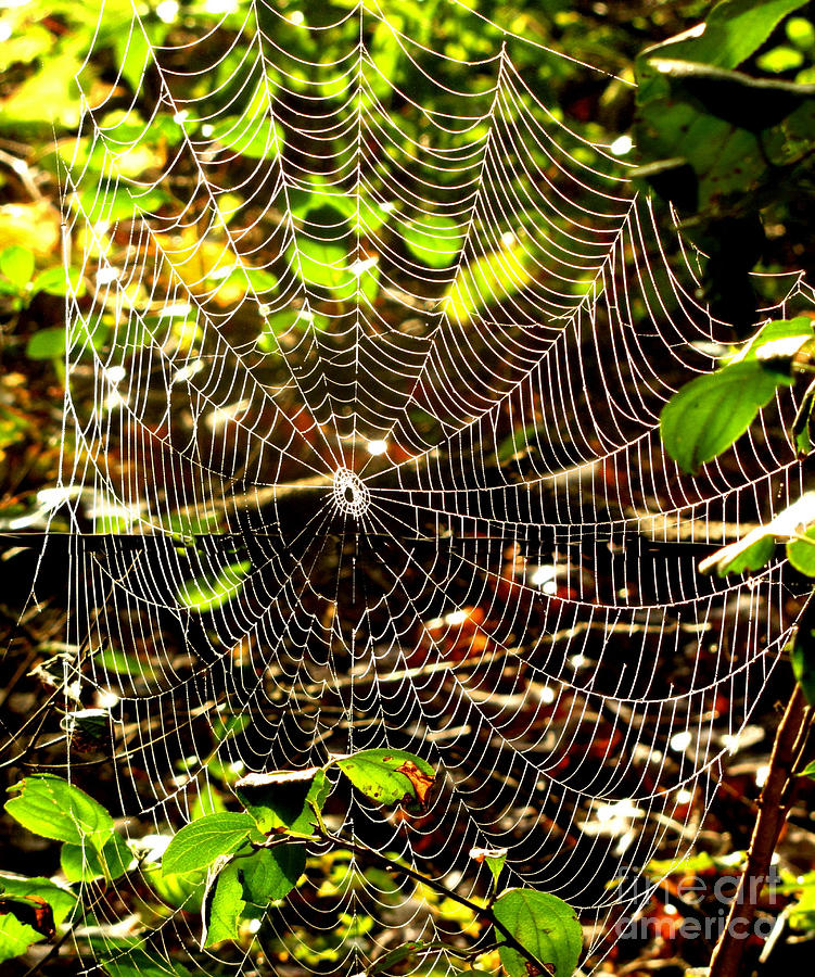Spider Work of Art Photograph by Marilyn Smith
