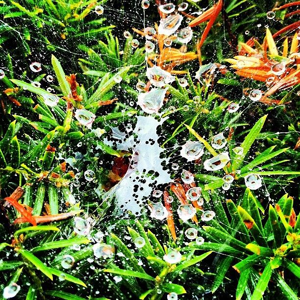 Rainwater Photograph - #spidernet #rainwater by Omayra Rodriguez Silva