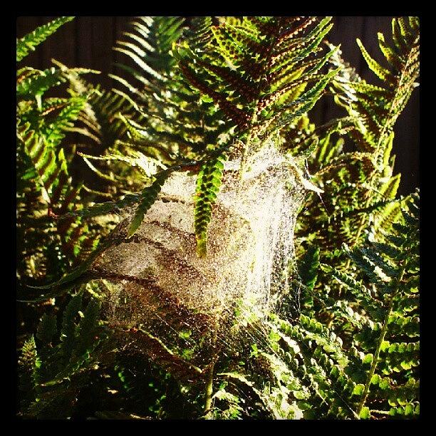 Summer Photograph - Spiders Web #summer #dampweather by Maxx Parker