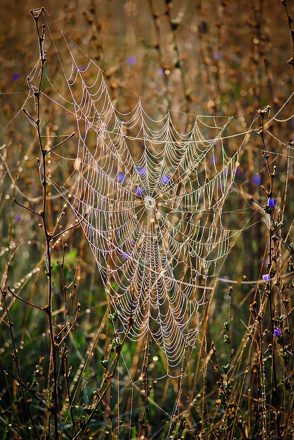 Spider Photograph - Spiders Web by Swift Family
