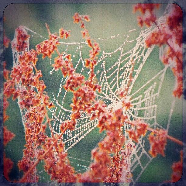 Nature Photograph - Spiderweb by Linandara Linandara