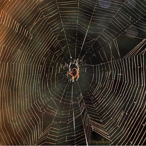 Spider Photograph - Spiderweb Glinting In The Sun
#spider by Margie P