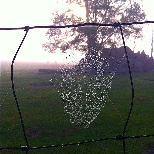 Nature Photograph - #spiderweb #instagood #instamood by Rebecca Cantone