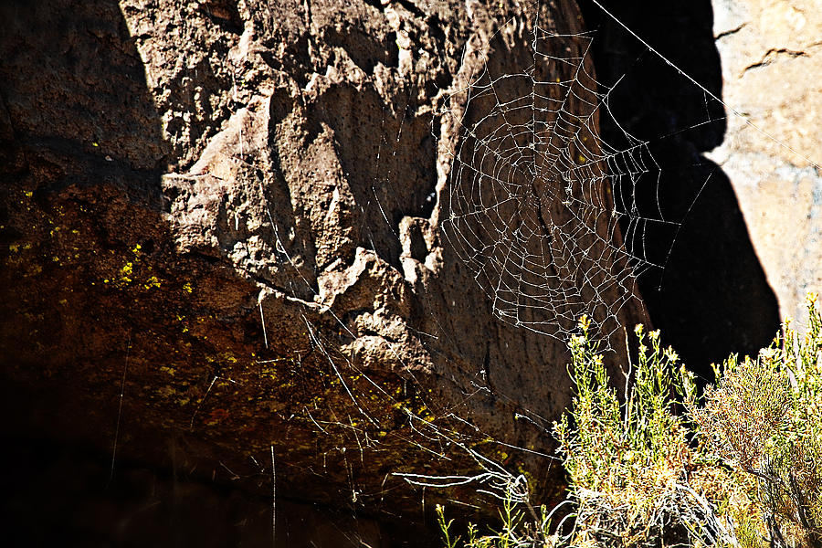 Spiderweb Photograph by John Bennett