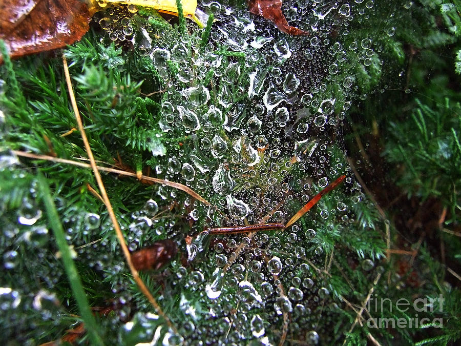Spiderweb Raindrops Photograph Photograph by Kristen Fox