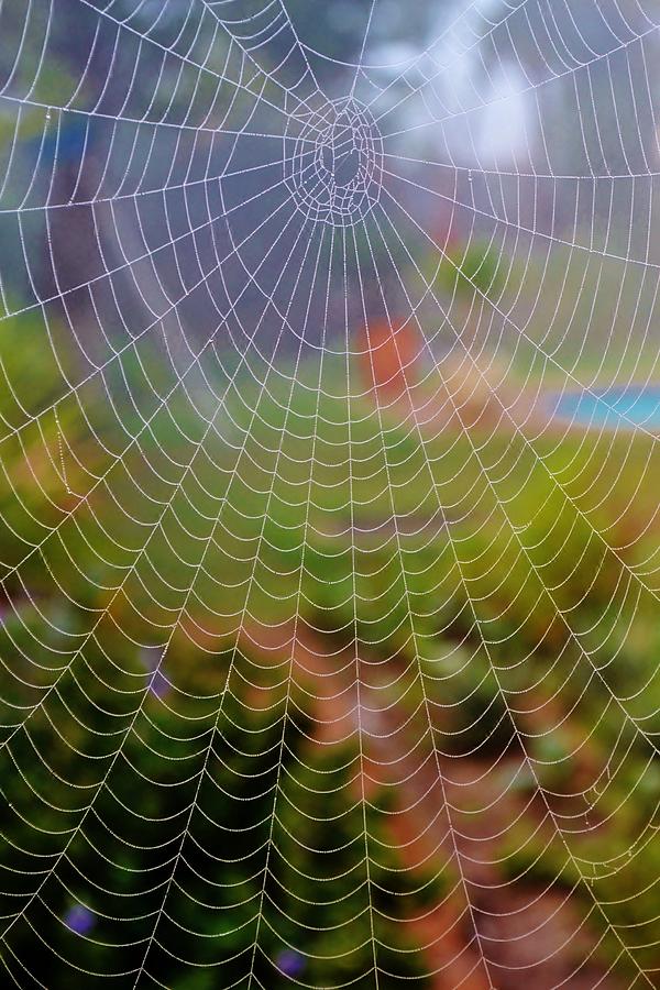 Spiderweb with dew drops Photograph by Werner Lehmann