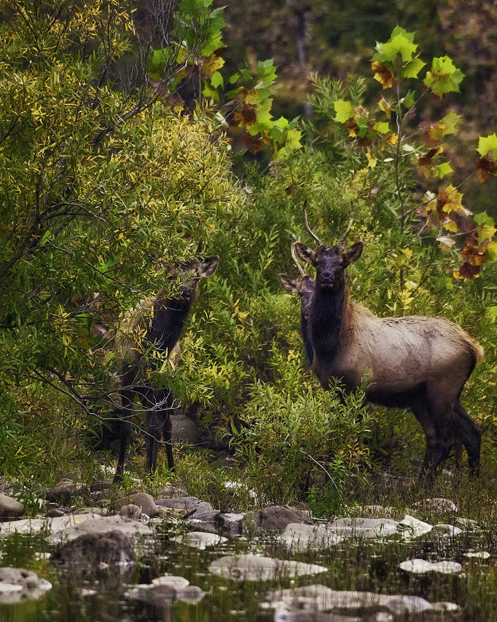 Spike Elk on Buffalo National River Photograph by Michael Dougherty