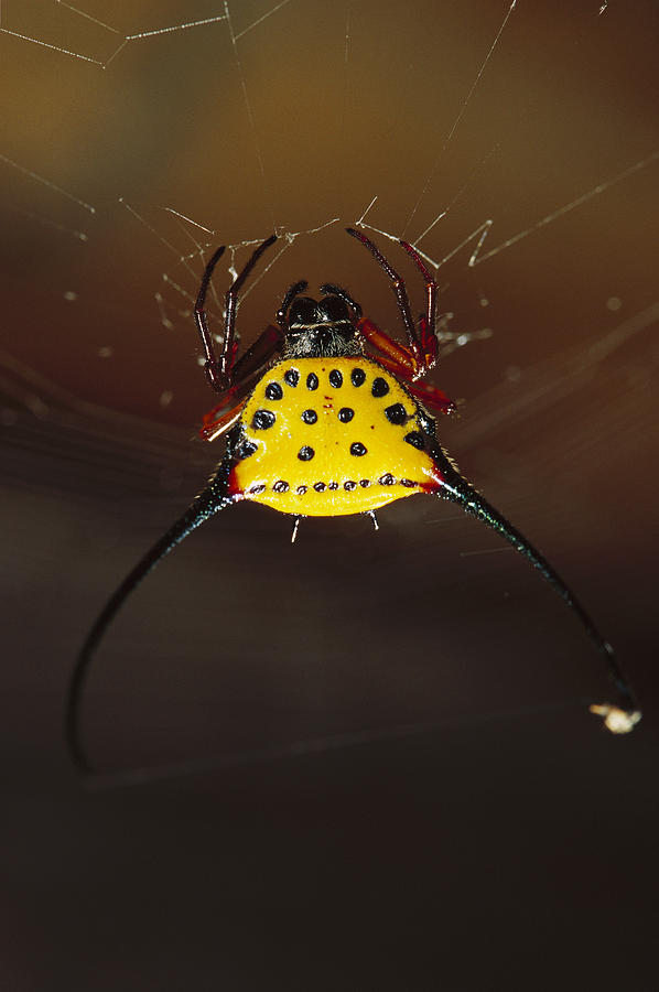Spiked Spider Gasteracantha Sp In Web Photograph by Cyril Ruoso