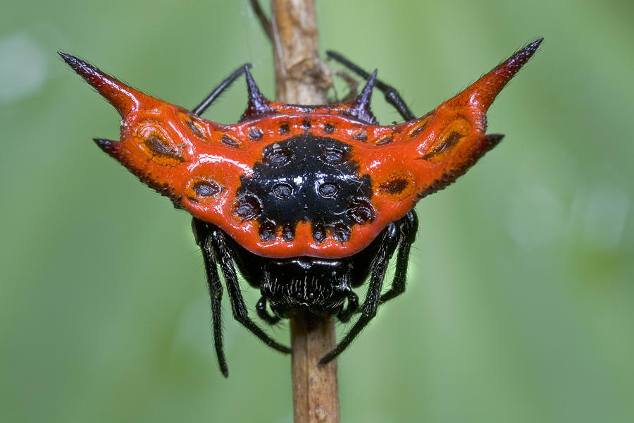 Spiked Spider Solomon Islands Photograph By Piotr Naskrecki Fine Art
