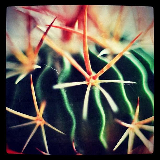 Plant Photograph - #spikes #green #plant #igaddict by Ritchie Garrod