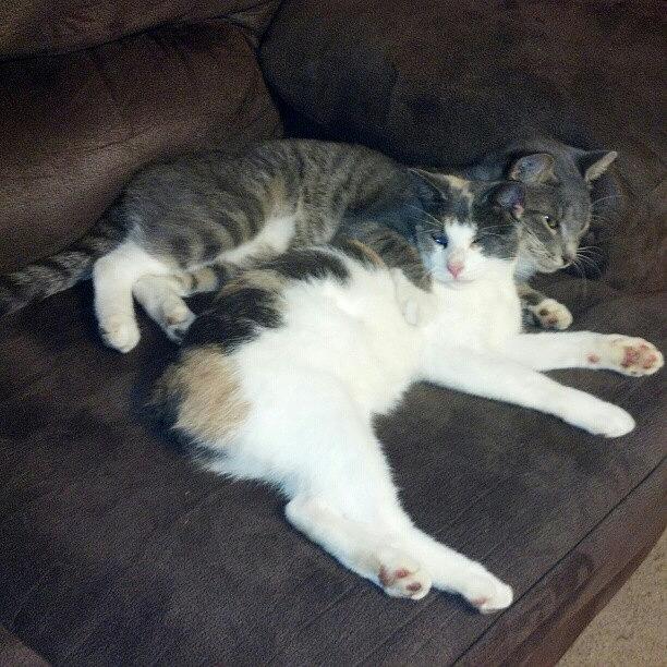 Cat Photograph - Spikey And Rosemary Cuddling! Brother by Kaity Craven