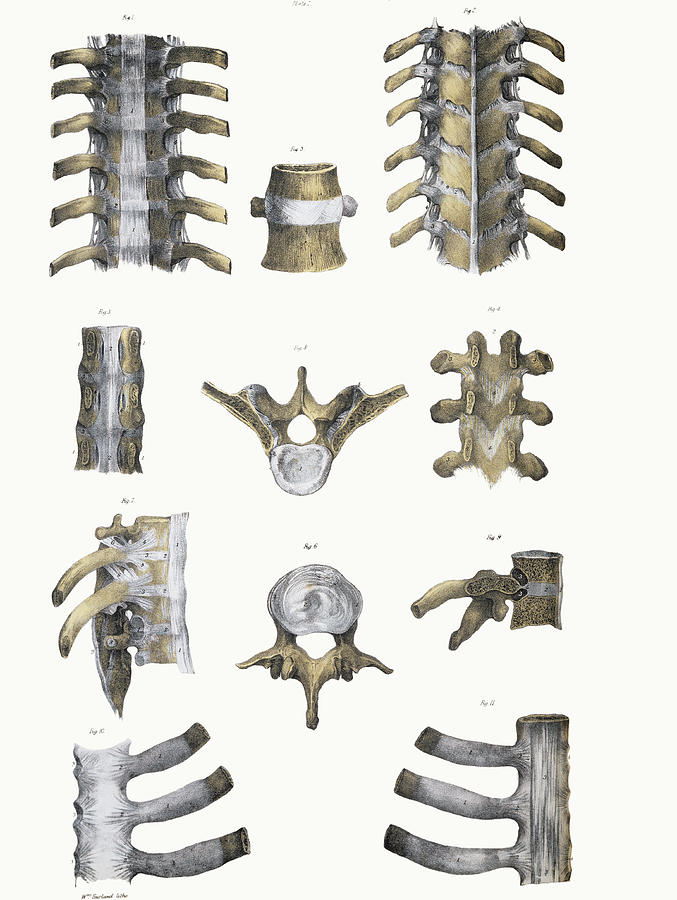Spinal Bones And Ligaments Photograph By Sheila Terry Pixels