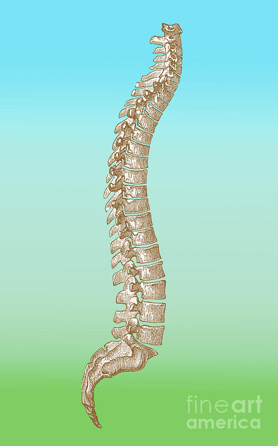 Spinal Column Photograph by Science Source