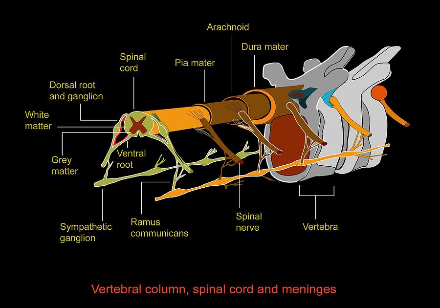 Spine Anatomy Artwork Photograph By Francis Leroy Biocosmos 0991