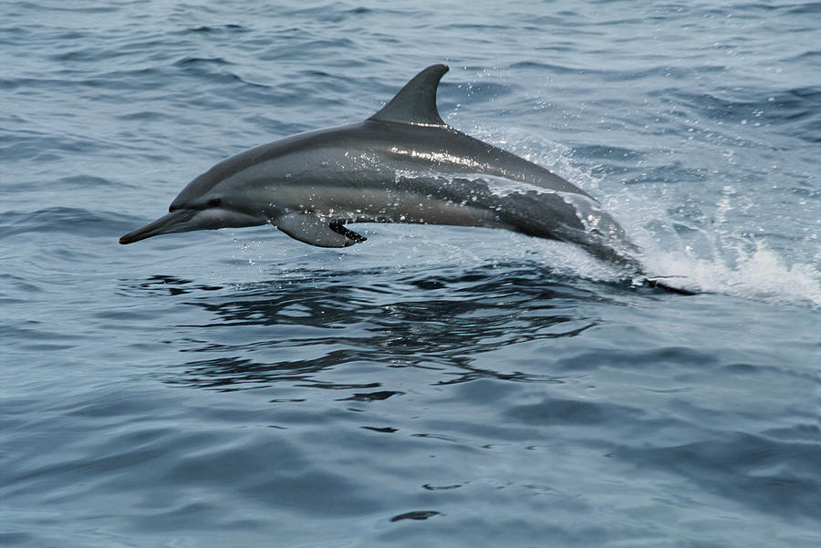 Spinner Dolphin Stenella Longirostris Photograph by Mike Parry