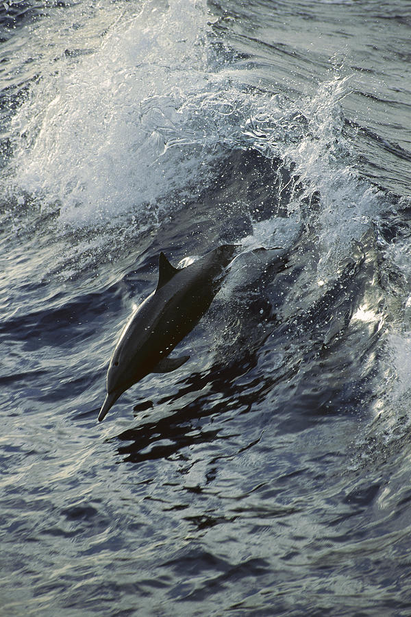 Spinner Dolphin Stenella Longirostris Photograph by Tui De Roy
