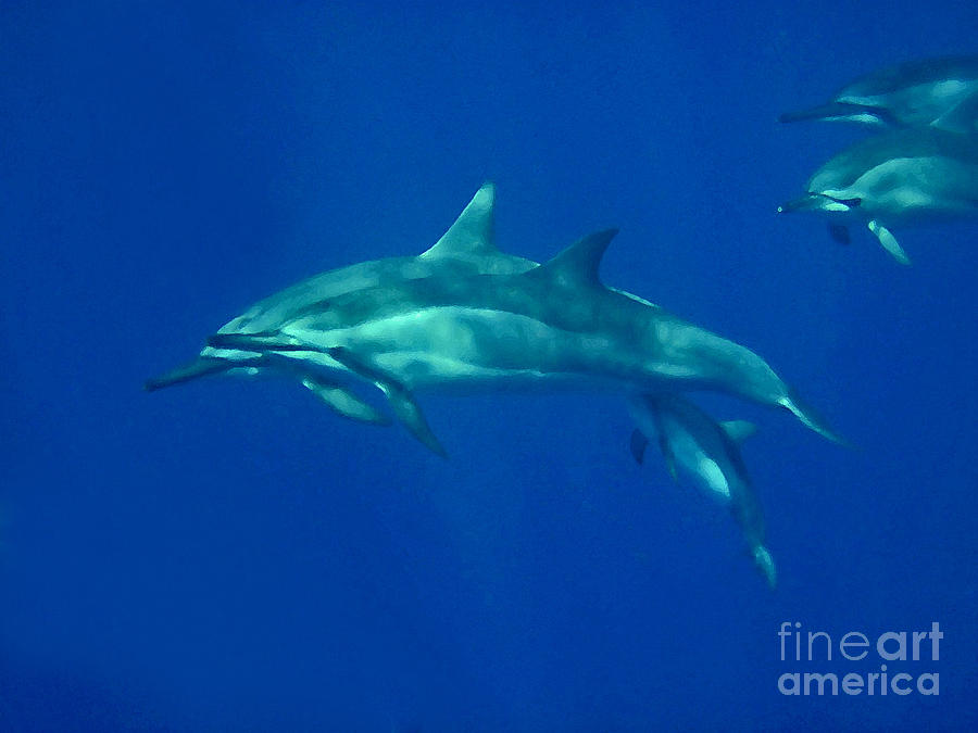 Dolphin Photograph - Spinner Dolphins by Bette Phelan