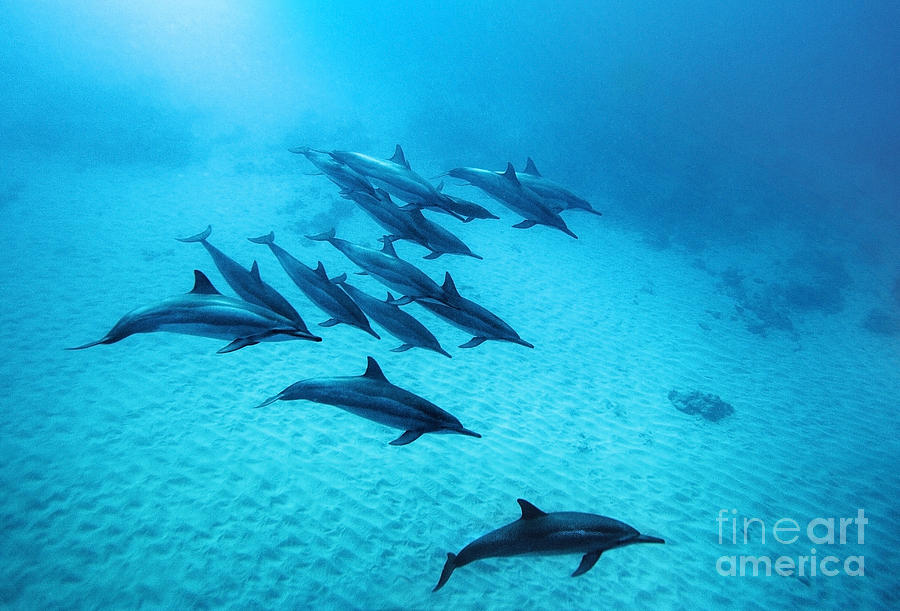 Dolphin Photograph - Spinner Dolphins Blue by Michael Swiet