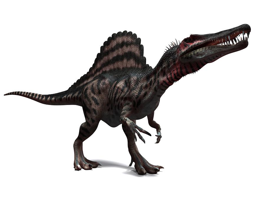 Spinosaurus Dinosaur, Artwork Photograph by Sciepro - Fine Art America