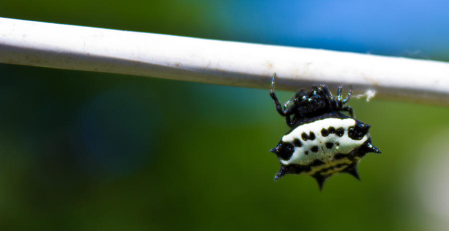Spider Photograph - Spiny Backed Orb Weaver by Justin Ellis