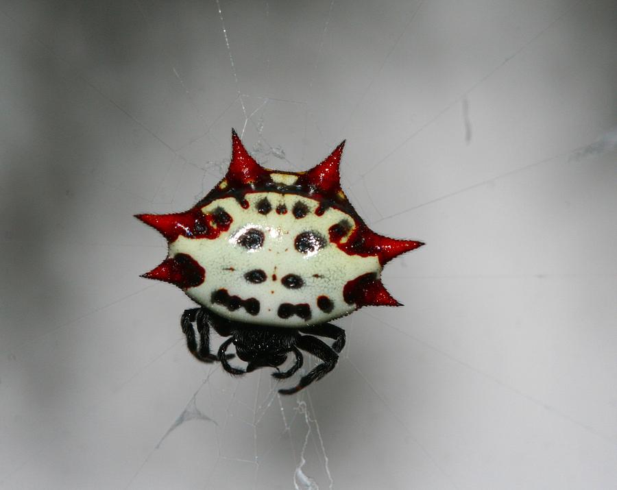 Spider Photograph - Spiny Orb Weaver by April Wietrecki Green