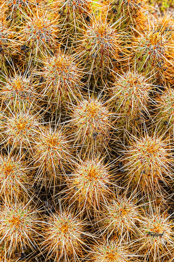 Spiny Prickly Sharp Photograph by Fred J Lord