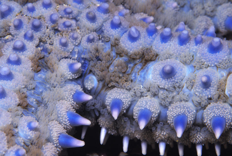 Spiny Starfish Marthasterias Glacialis Photograph by Hans Leijnse