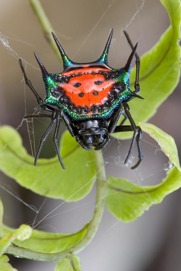 Spinybacked Orbweaver Spider Solomon Photograph by Piotr Naskrecki