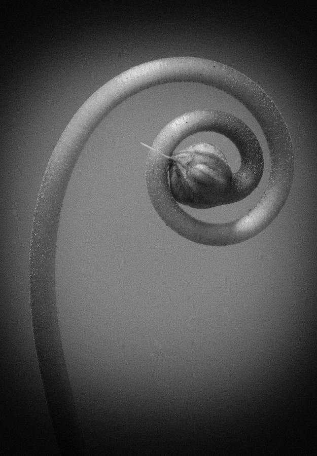 Spiral Photograph by Jean Noren