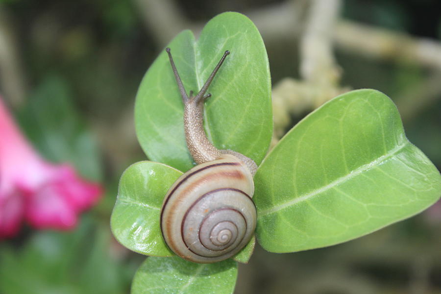 spiral-snail-photograph-by-white-space