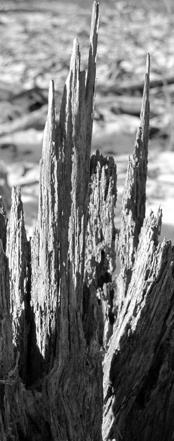 Spires of Wood Photograph by Douglas Pike