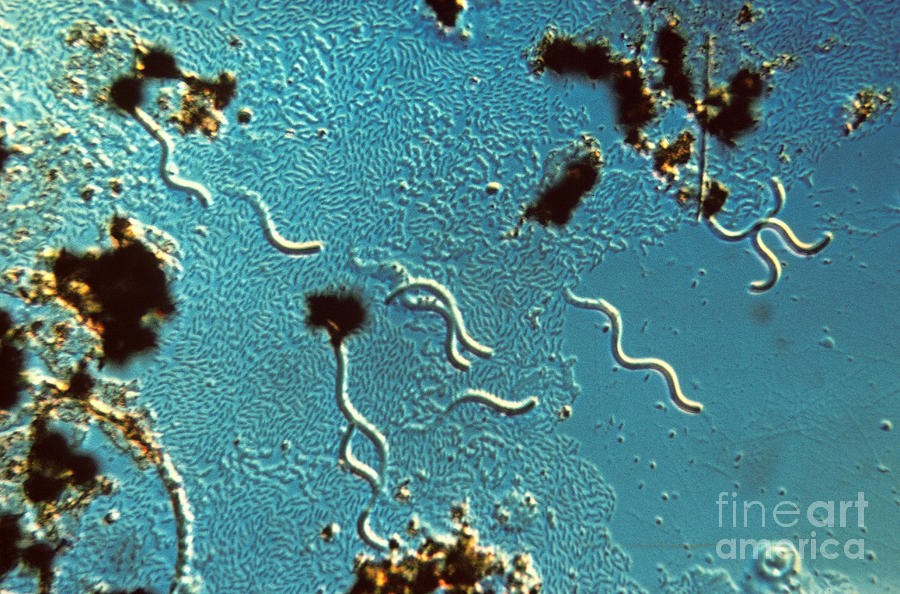 Spirilla Bacteria Photograph by Eric V. Grave
