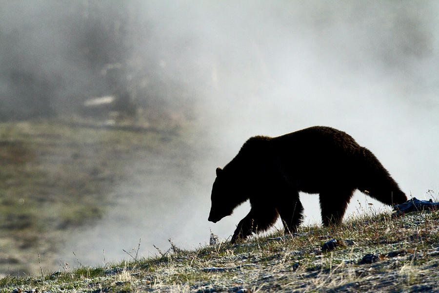 Spirit Bear Photograph by Sandy Sisti