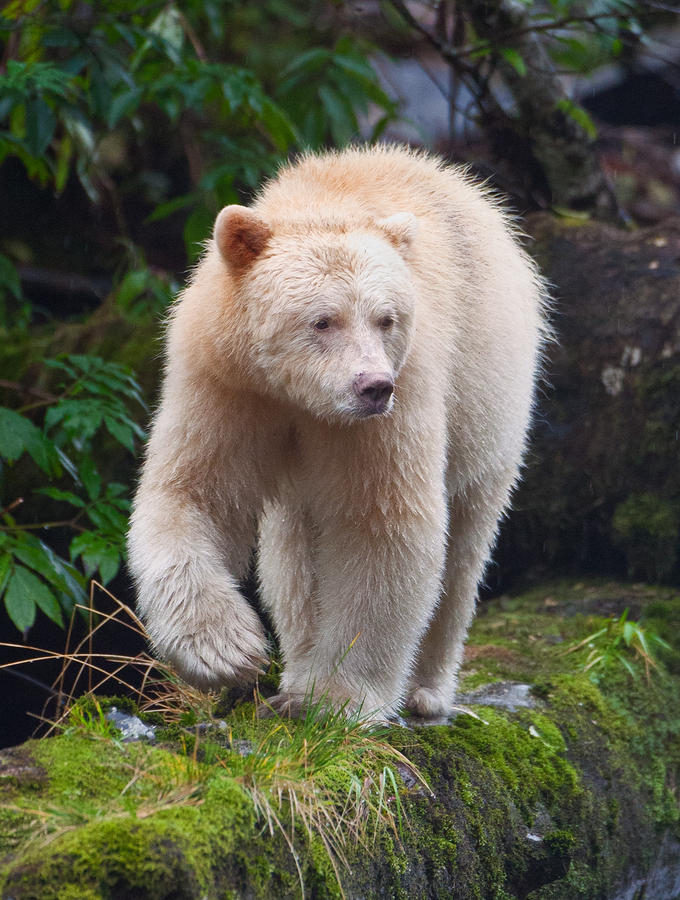 Albino Black Bear...this is not an albino black bear, this is a spirit ...