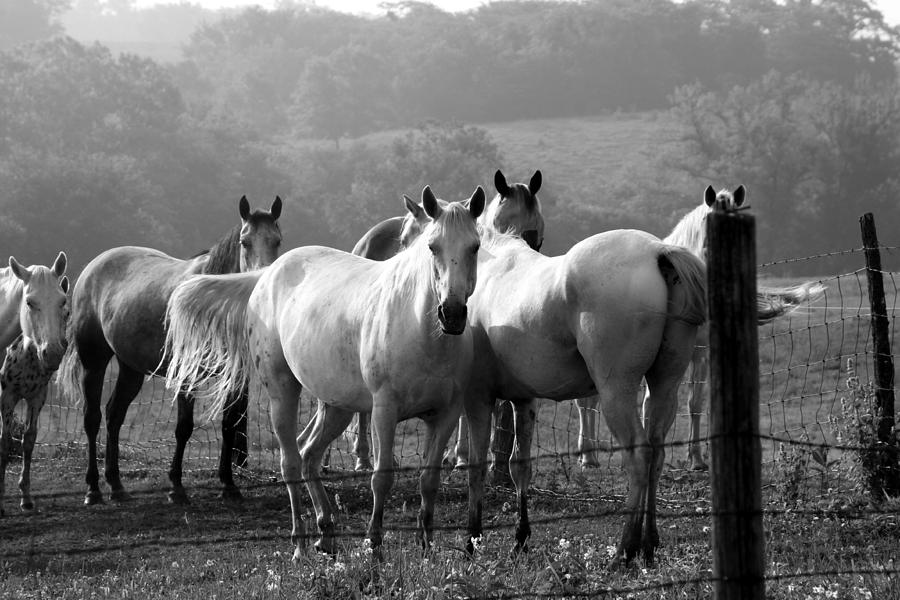 Spirit Horses Photograph by Rick Rauzi