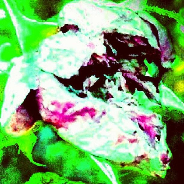 Abstract Photograph - Spirit Of The Rose (face In Lower by Marianne Dow