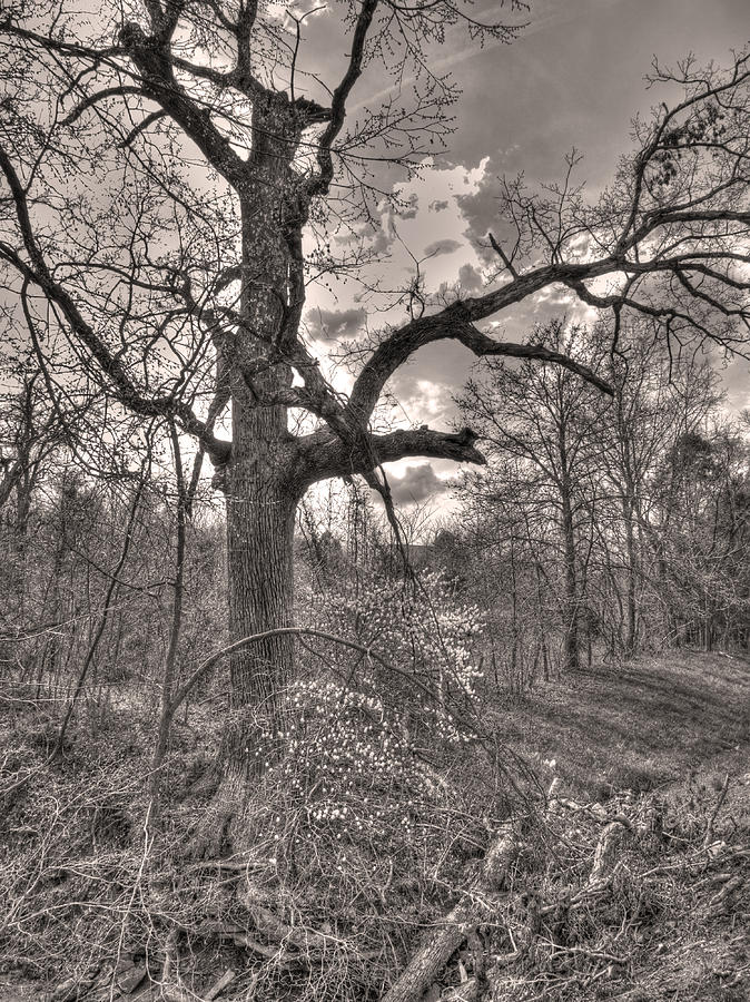 Spirit Tree Photograph by William Fields