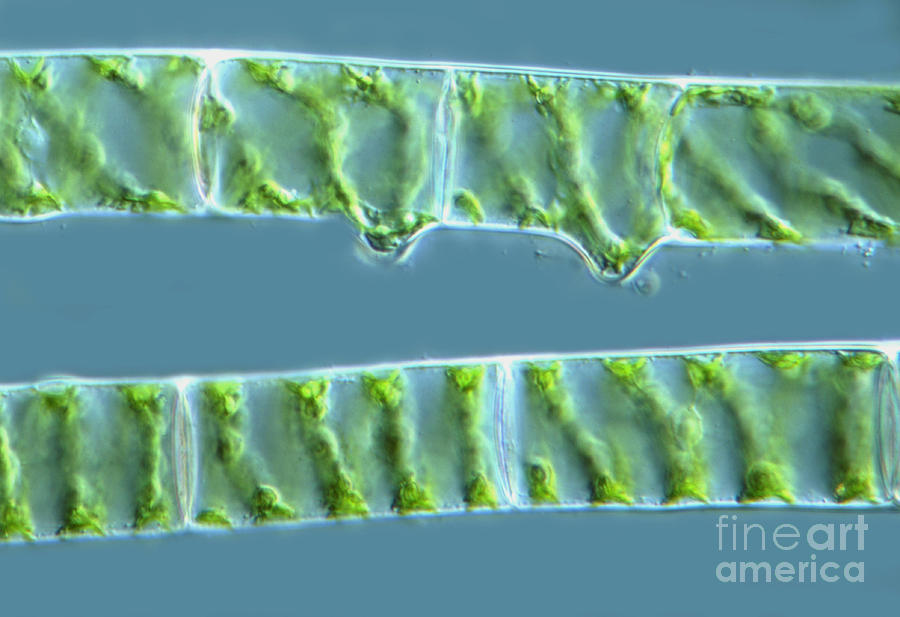 Spirogyra Photograph by M. I. Walker - Fine Art America