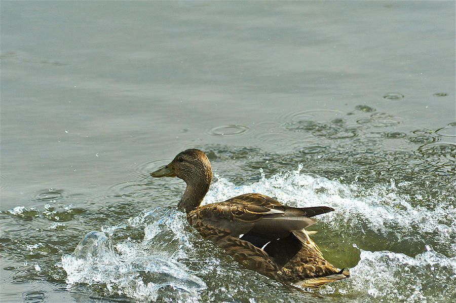 Duck Photograph - Splash by Elaine Mikkelstrup
