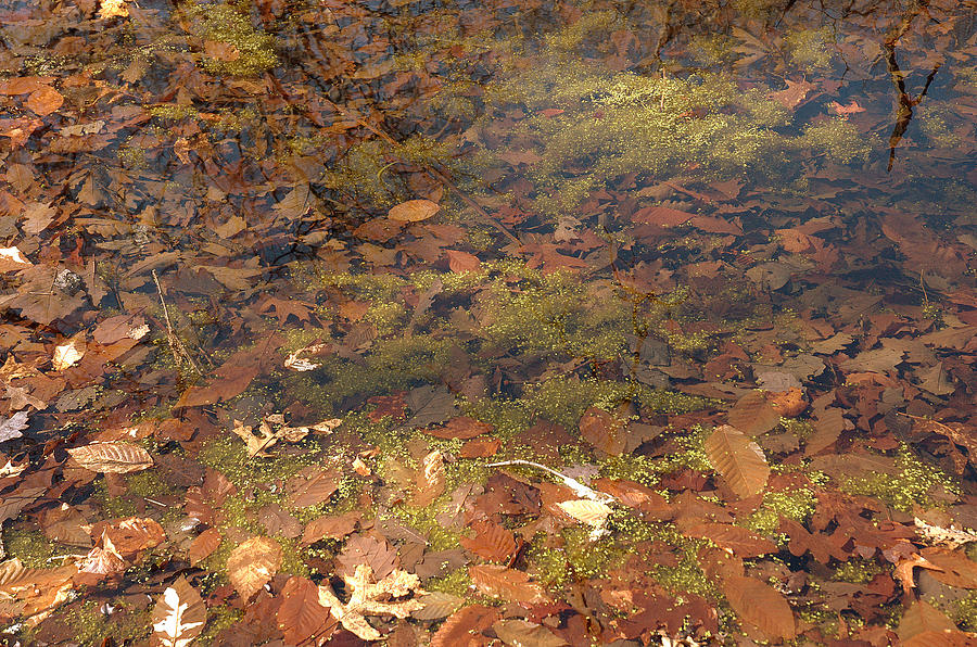 Splashes Of Browns And Greens Photograph by Bruce Carpenter