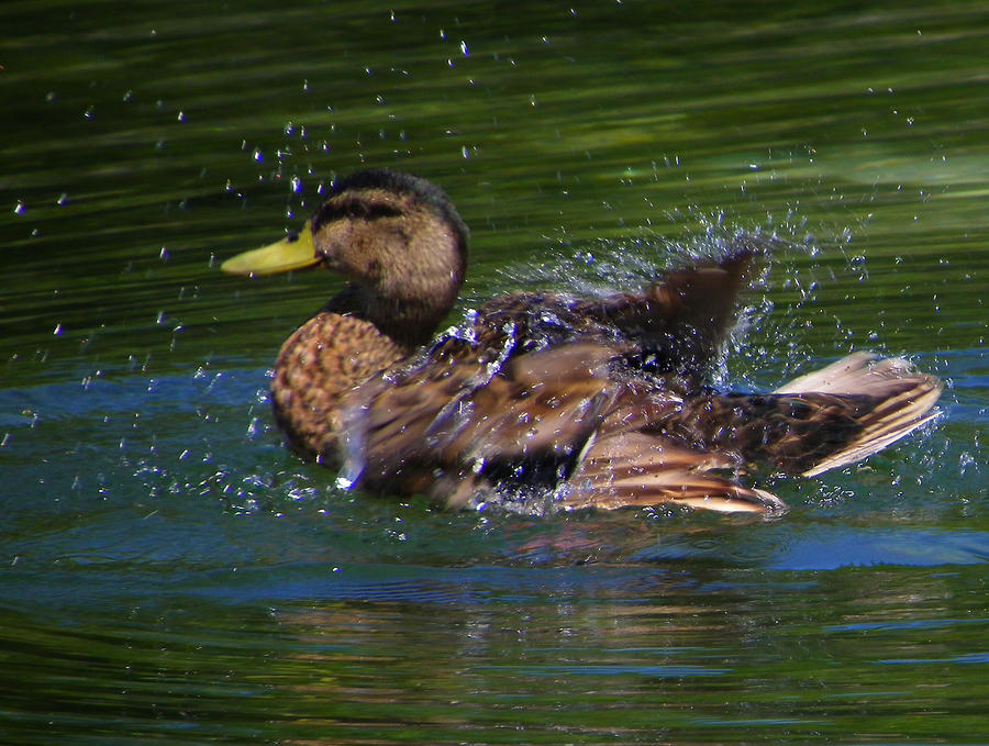 Splashing Duck Photograph by Judy Wanamaker