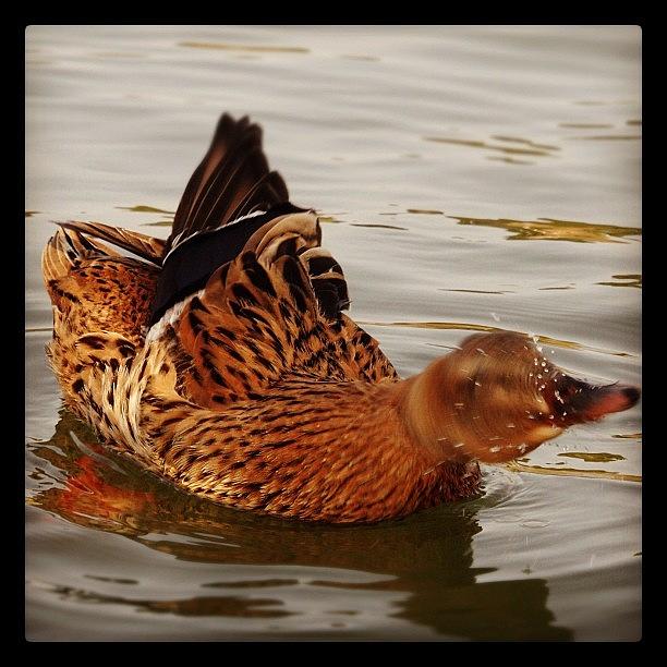 Music Photograph - Splashing Duck by Michael Gitsis