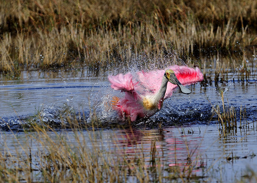 Splashing in the Wetlands Photograph by Bill Dodsworth