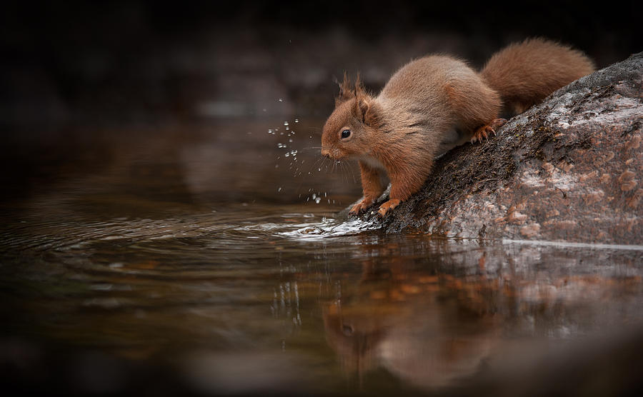 Splashing Red Squirrel Photograph by Andy Astbury