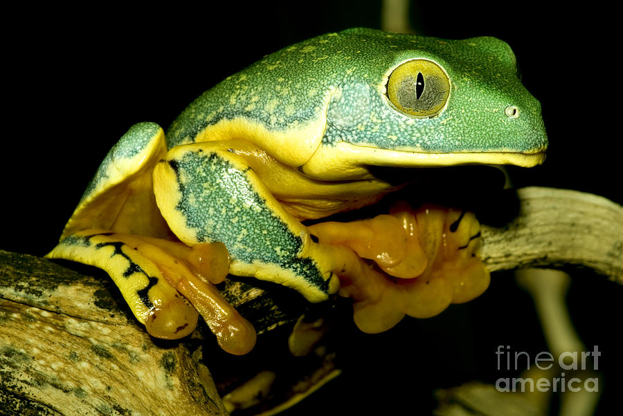 Splendid Leaf Frog Photograph by Dante Fenolio