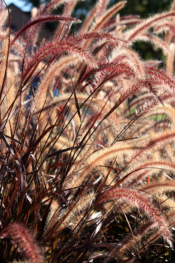 Splendor in The Purple Fountain Grass Photograph by Penny Hunt