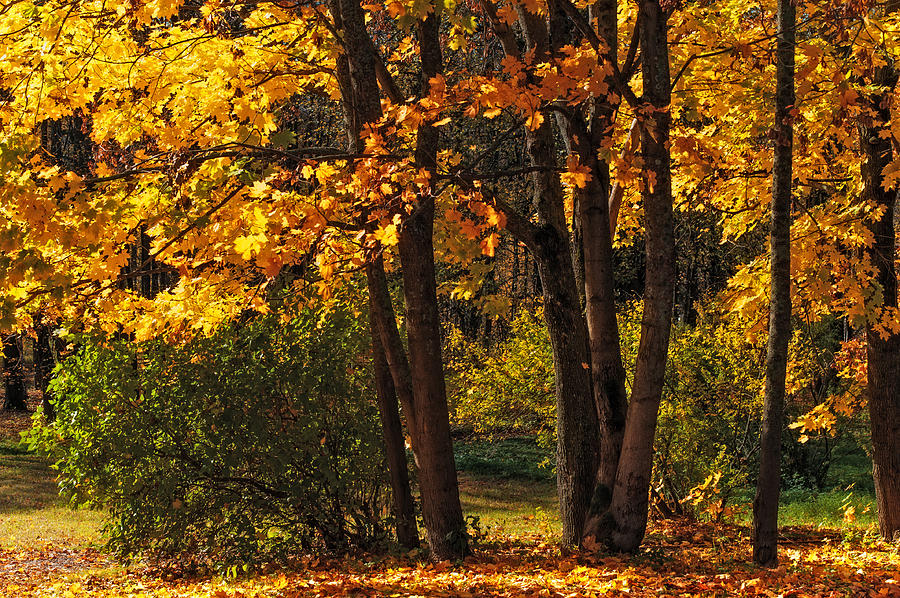 Splendor of Autumn. Maples In Golden Dresses Photograph by Jenny ...