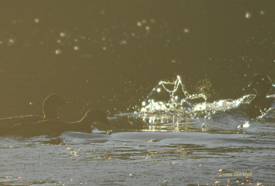 Splish Splash Photograph by Donna Blackhall