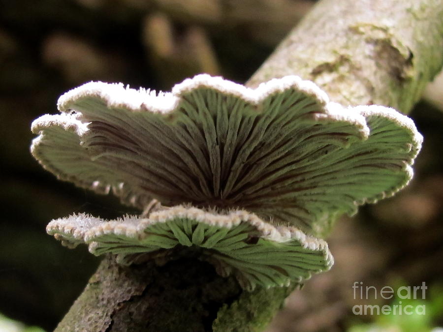 Mushroom Photograph - Split Gill by Timothy Myles